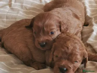 Cavapoo dogs Extensively health tested F1b Cavapoo puppies - Advert 4