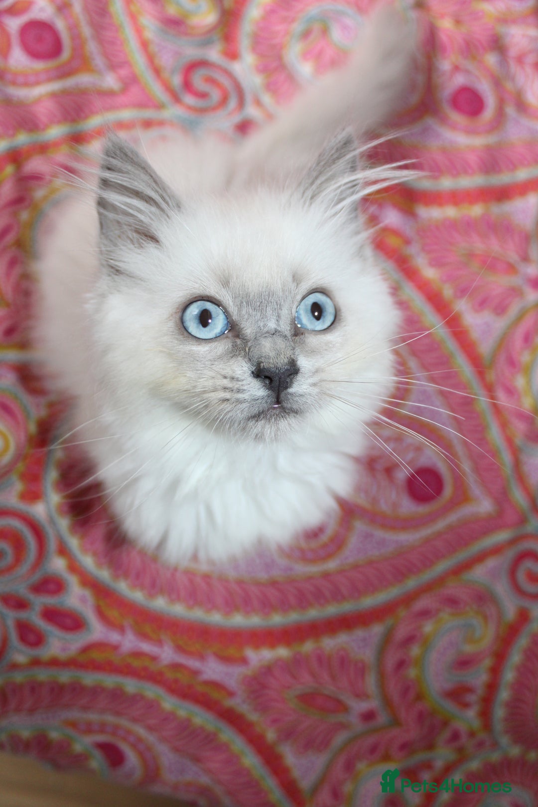 Ragdoll cats for sale: Ready to go  - Advert 4
