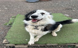 Mixed Breed dogs for adoption: BARNEY - Needs an Experienced Home - Image 5