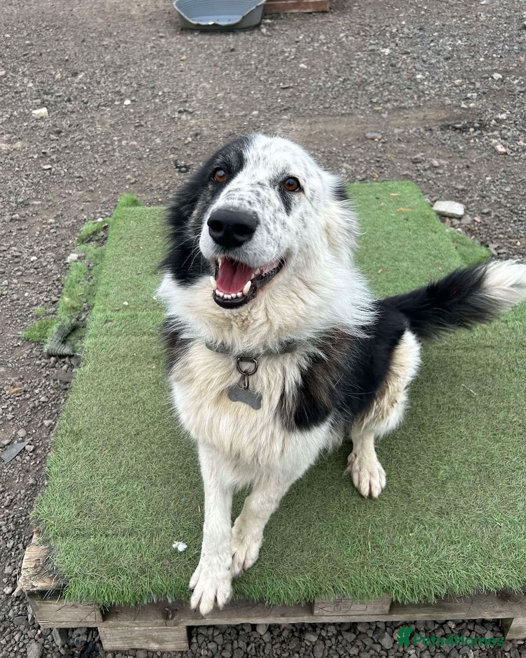 Mixed Breed dogs for adoption: BARNEY - Needs an Experienced Home - Image 5