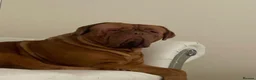 Dogue De Bordeaux dogs for sale: Dogue de Bordeaux Male Puppy - Advert 9