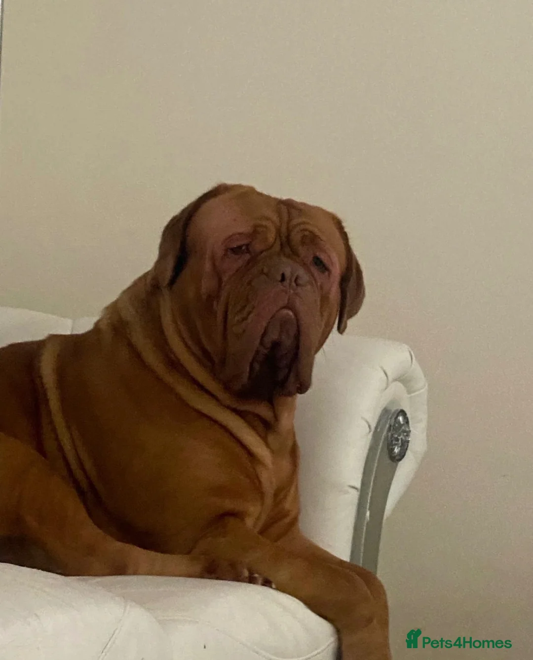 Dogue De Bordeaux dogs for sale: Dogue de Bordeaux Male Puppy - Advert 9