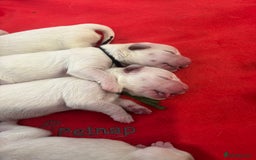 Golden Retriever dogs for sale: Gorgeous Show Type Golden Retrievers - Image 17