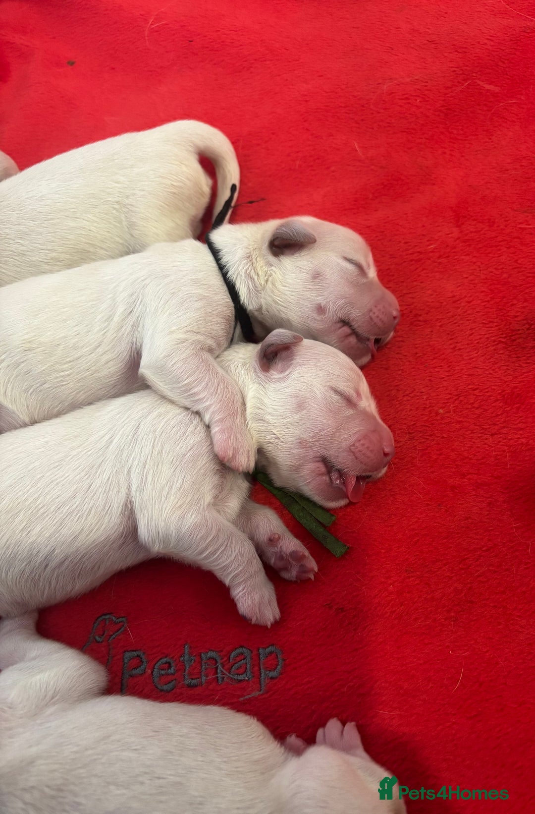 Golden Retriever dogs for sale: Gorgeous Show Type Golden Retrievers - Image 17