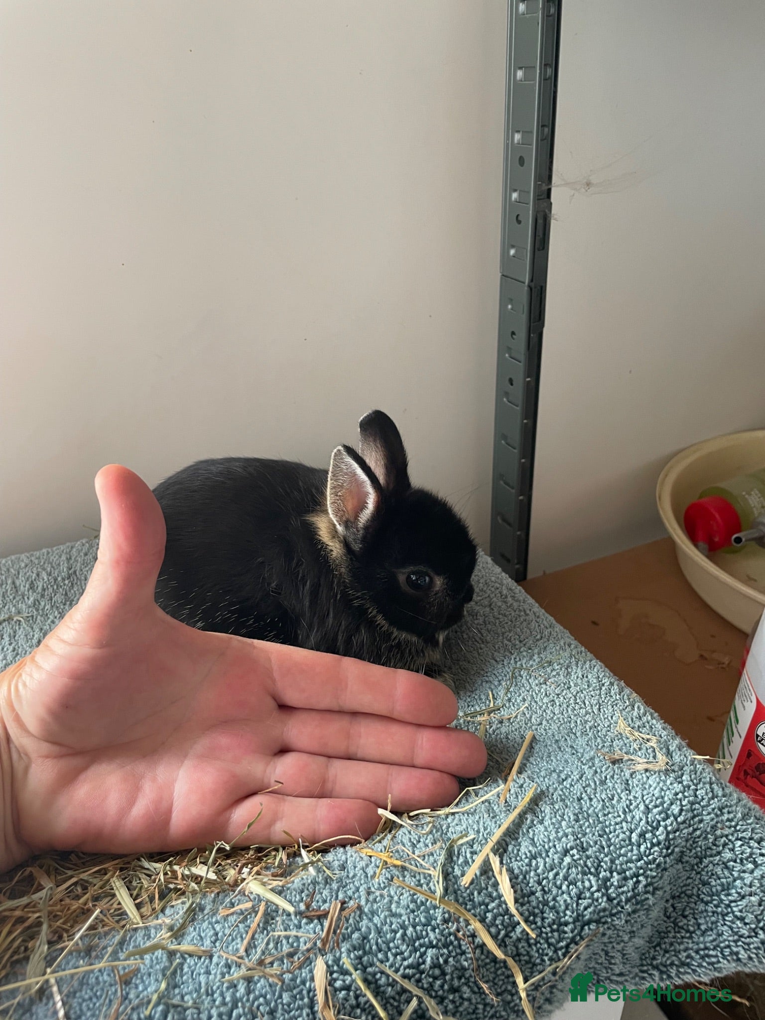 Netherland Dwarf rabbits Netherland Dwarf purebred Baby Rabbits - Advert 1