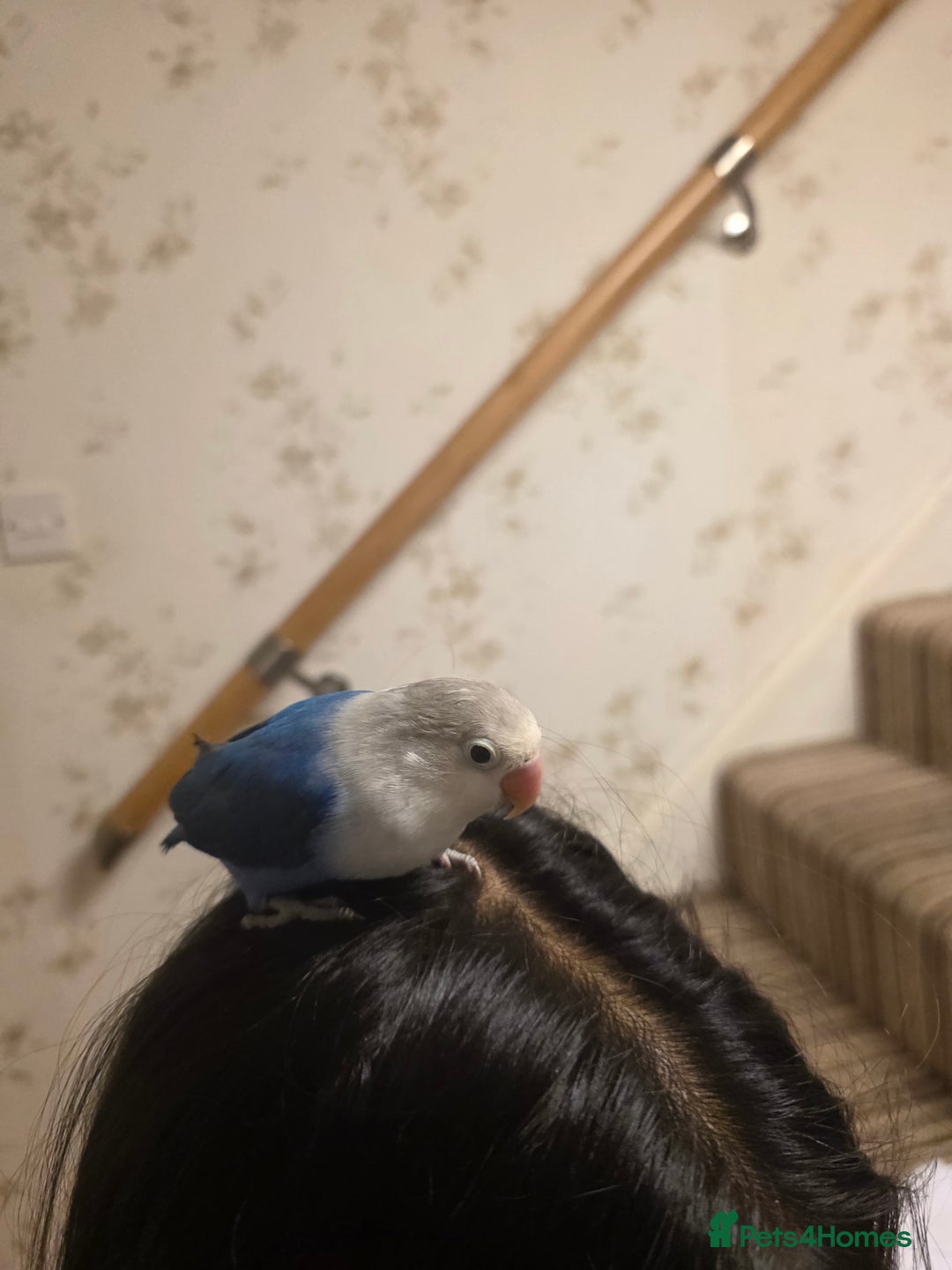 Lovebirds birds for sale: Fischer Love bird to sell  - Advert 10