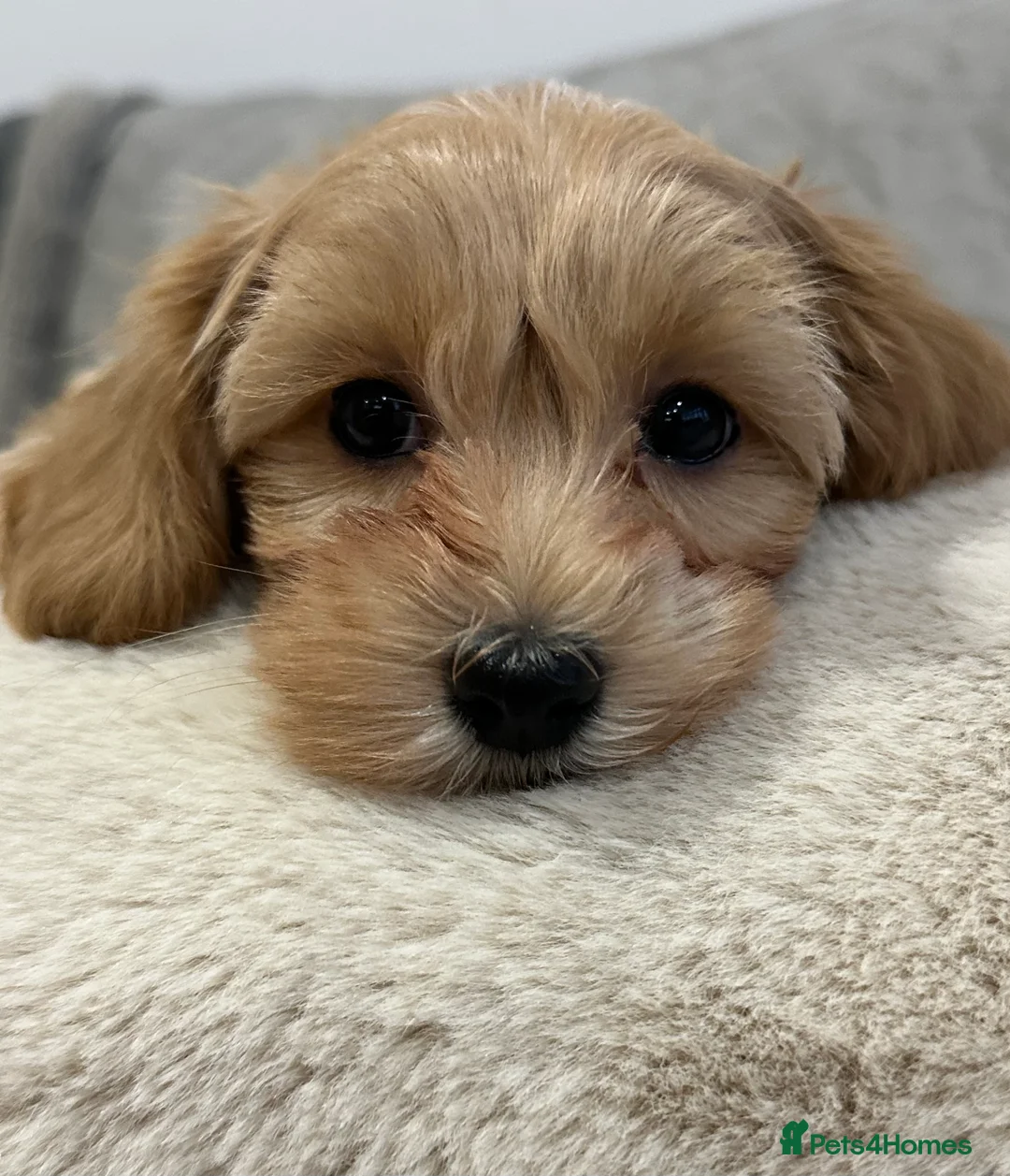 Maltipoo dogs for sale: Adorable maltipoo puppie🐶❤️ - Advert 1