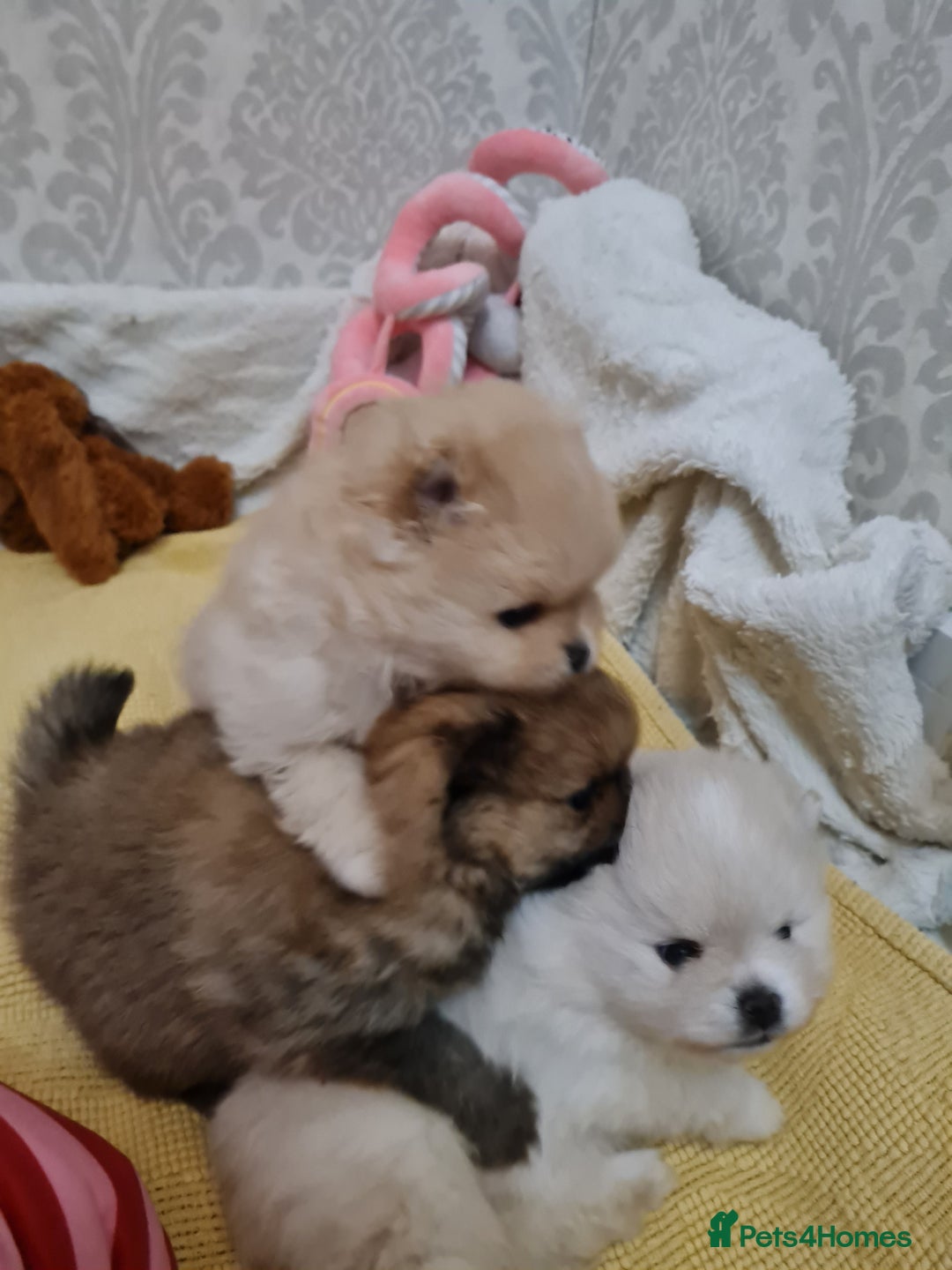 Pomeranian dogs for sale: Pomeranian Puppies  - Advert 4