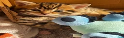 Bengal cats for sale: bengal cross kittens - Advert 12
