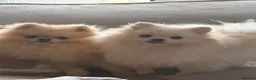 Pomeranian dogs for sale: KC registered cream pomeranian female  - Advert 4