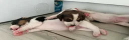Beagle dogs for sale: 🐶 Beautiful Beagle Puppies for Sale 🐶 - Advert 8