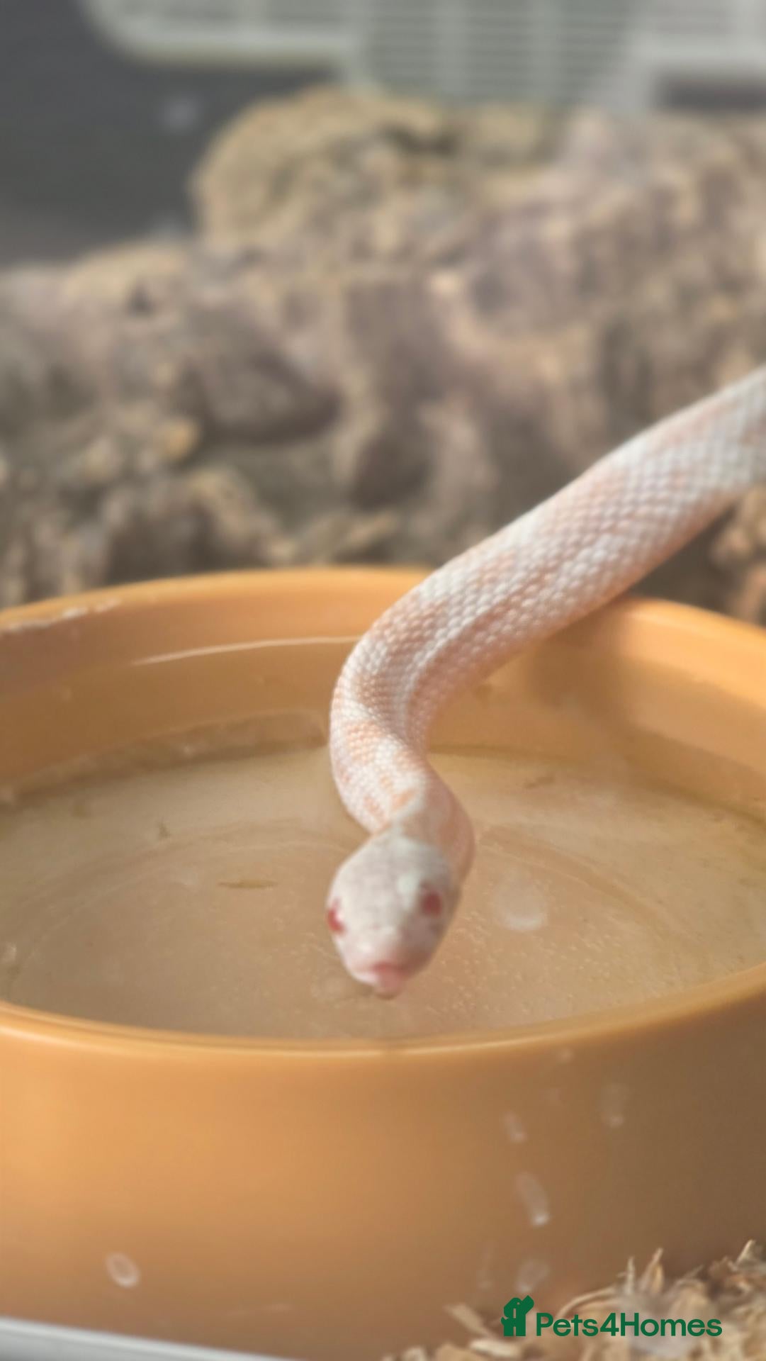 Corn Snake reptiles Peppermint Corn Snake set up - Advert 1