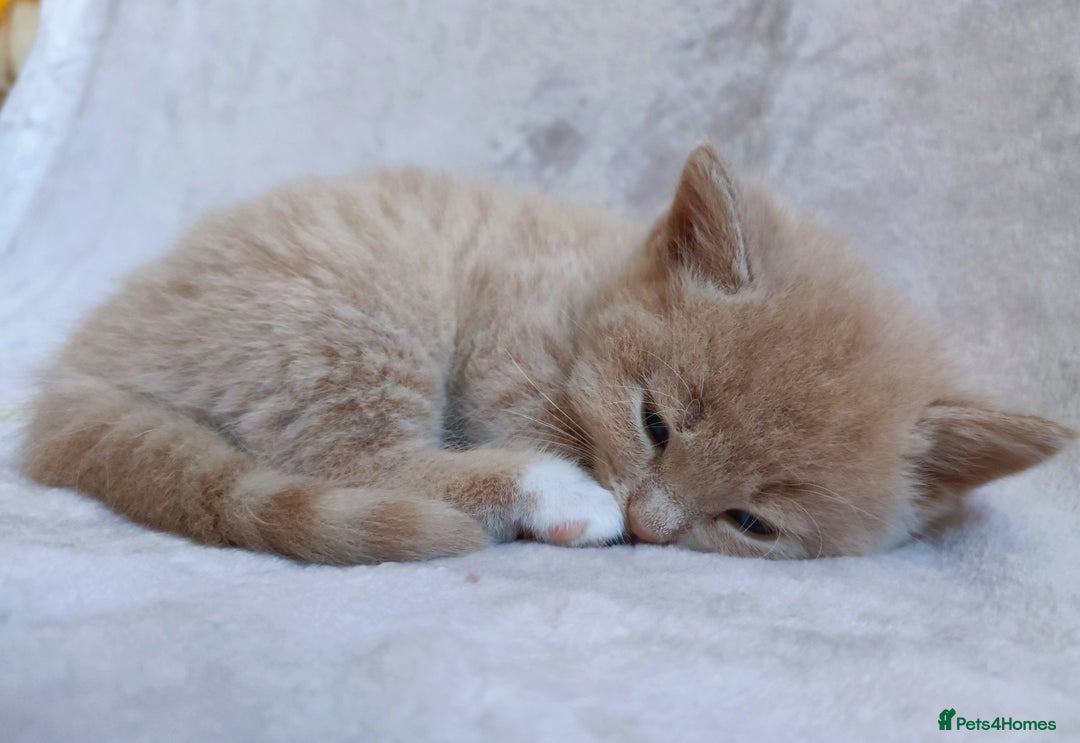 British Shorthair cats for sale: British shorthair cross kittens - Image 6