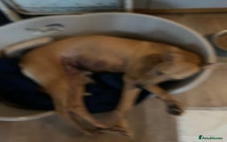 Lurcher dogs for sale: Family friendly pups - Image 3