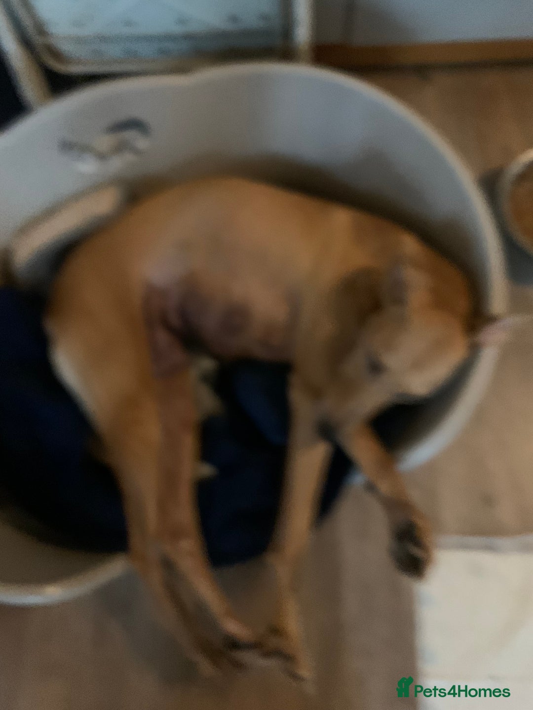 Lurcher dogs for sale: Family friendly pups - Image 3