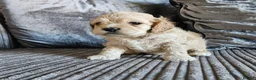 Cockapoo dogs for sale: extensively DNA tested American cockerpoo  - Advert 4