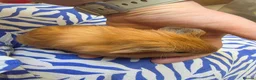 Guinea Pig rodents for sale: Female guinea pigs  - Advert 4