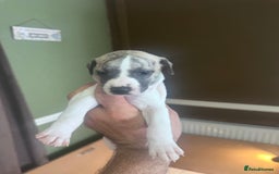 Whippet dogs for sale: Rare colours full pedigree KC Reg whippet pups  - Image 32