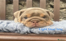 English Bulldog dogs for sale: KC REGISTERED LILAC & TAN ENGLISH BULLDOG PUPS - Image 9