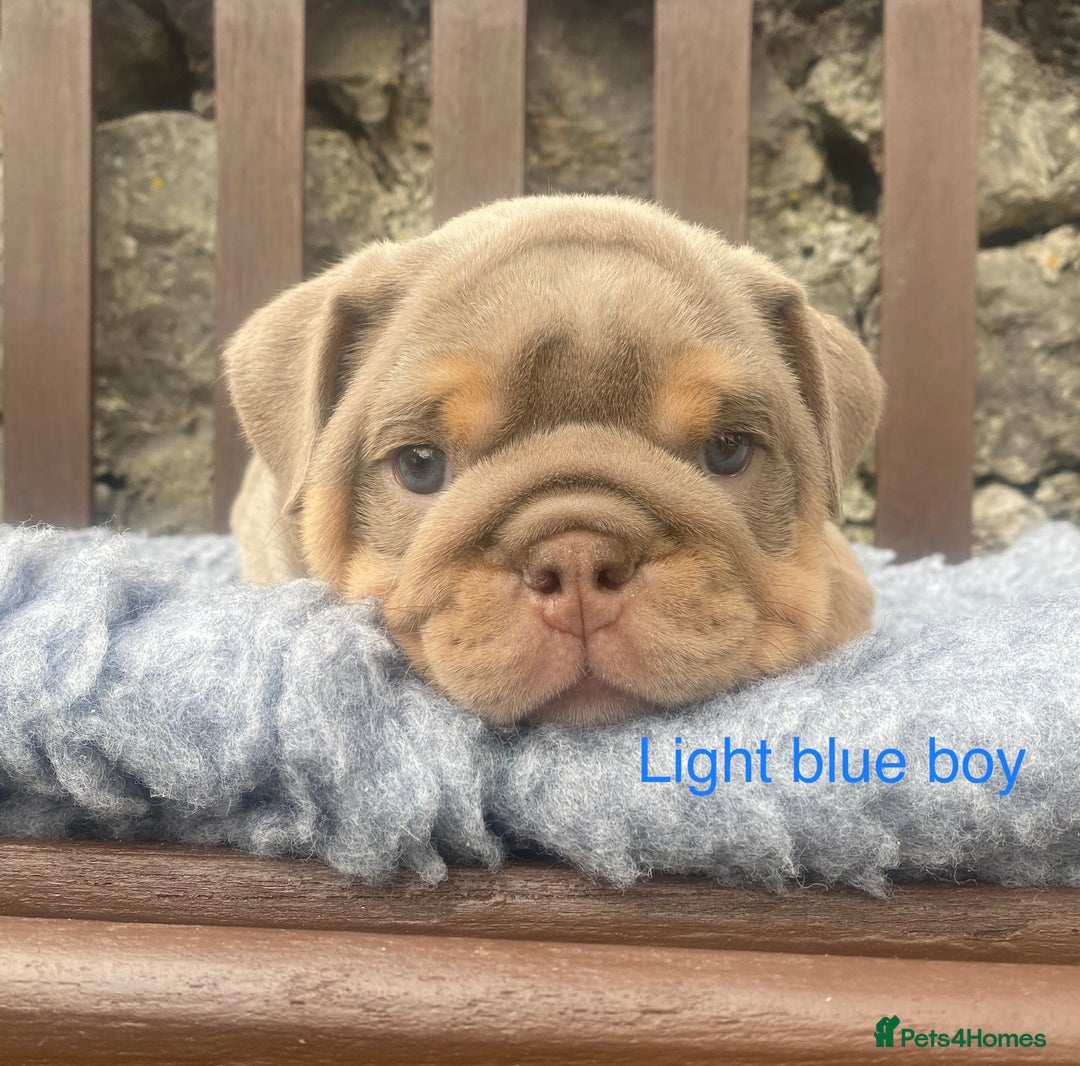 English Bulldog dogs for sale: KC REGISTERED LILAC & TAN ENGLISH BULLDOG PUPS - Image 9
