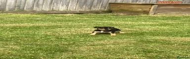 Jack Russell 6