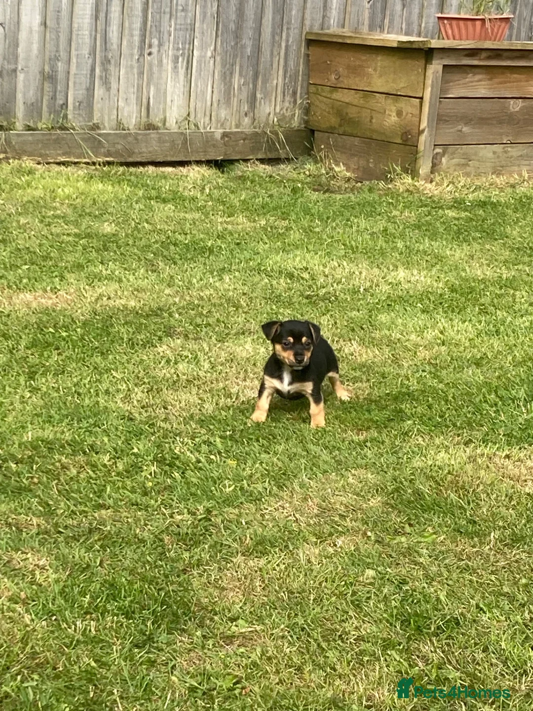 Jack Russell dogs for sale: Miniture Jack russell - Advert 17