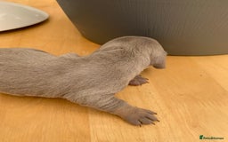 Dachshund dogs for sale: Miniature dachshunds  - Image 9