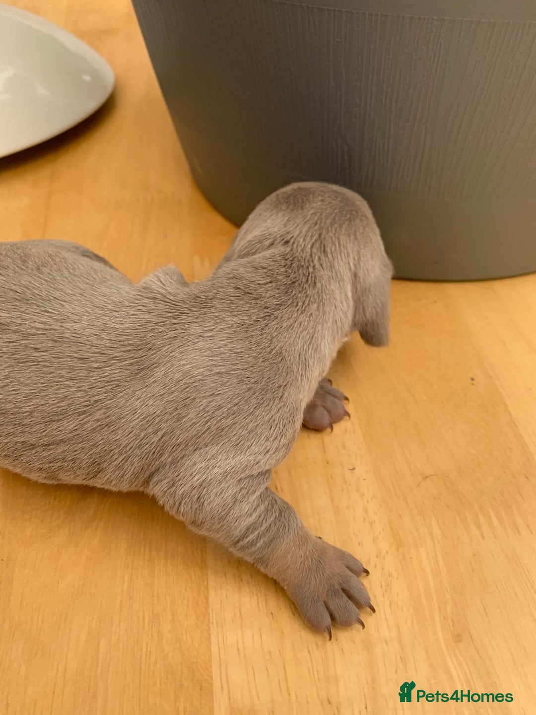 Dachshund dogs for sale: Miniature dachshunds  - Image 9