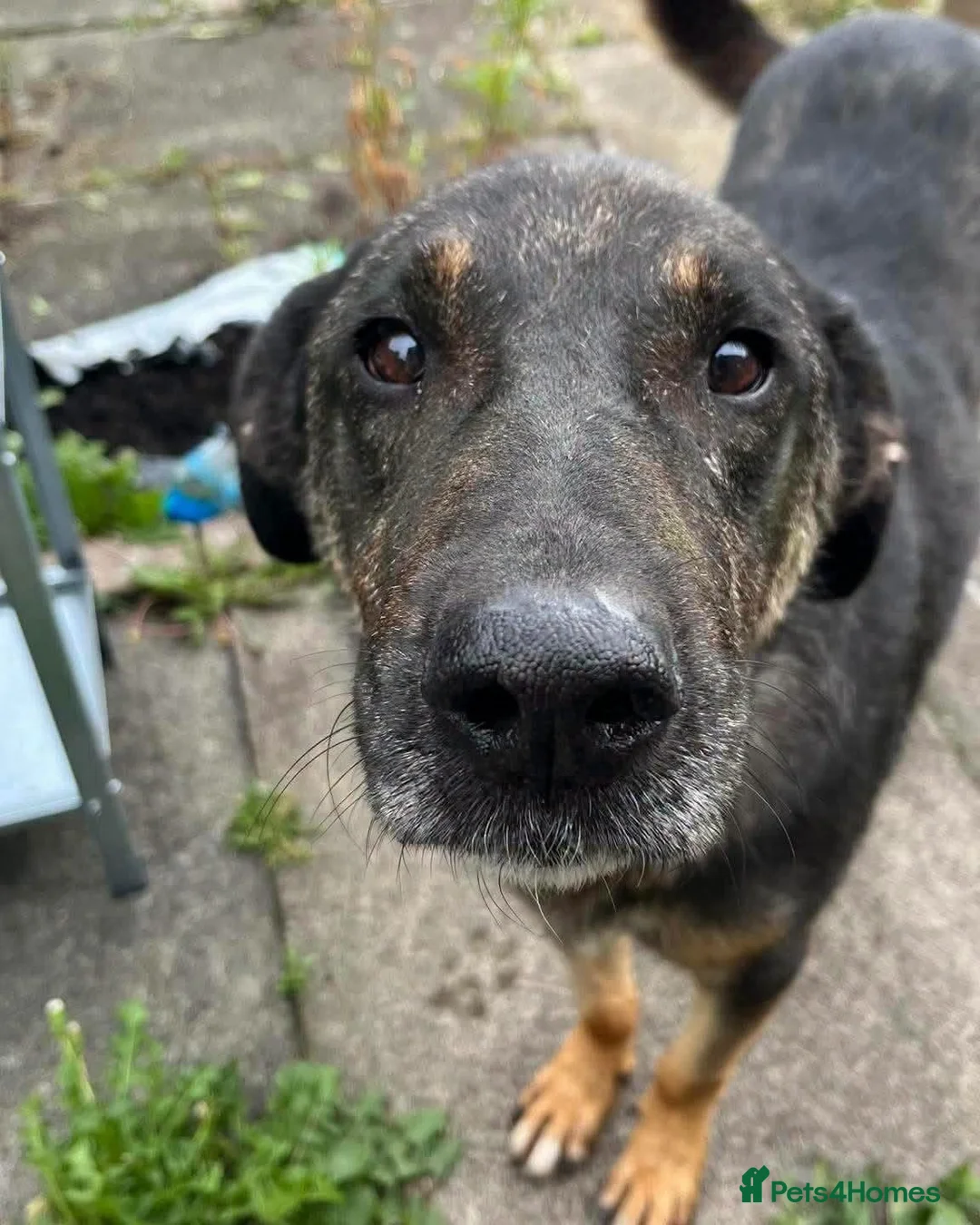 Mixed Breed dogs for adoption: Big Baron 🚨URGENT PLEASE HELP🚨 in Cupar - Advert 2