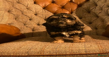 Cockapoo dogs ** Ready Now ** Freddie 😀 Male Phantom Cockapoo - Advert 2