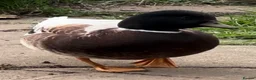Ducks poultry for sale: Abacot Call Ducks - Advert 6
