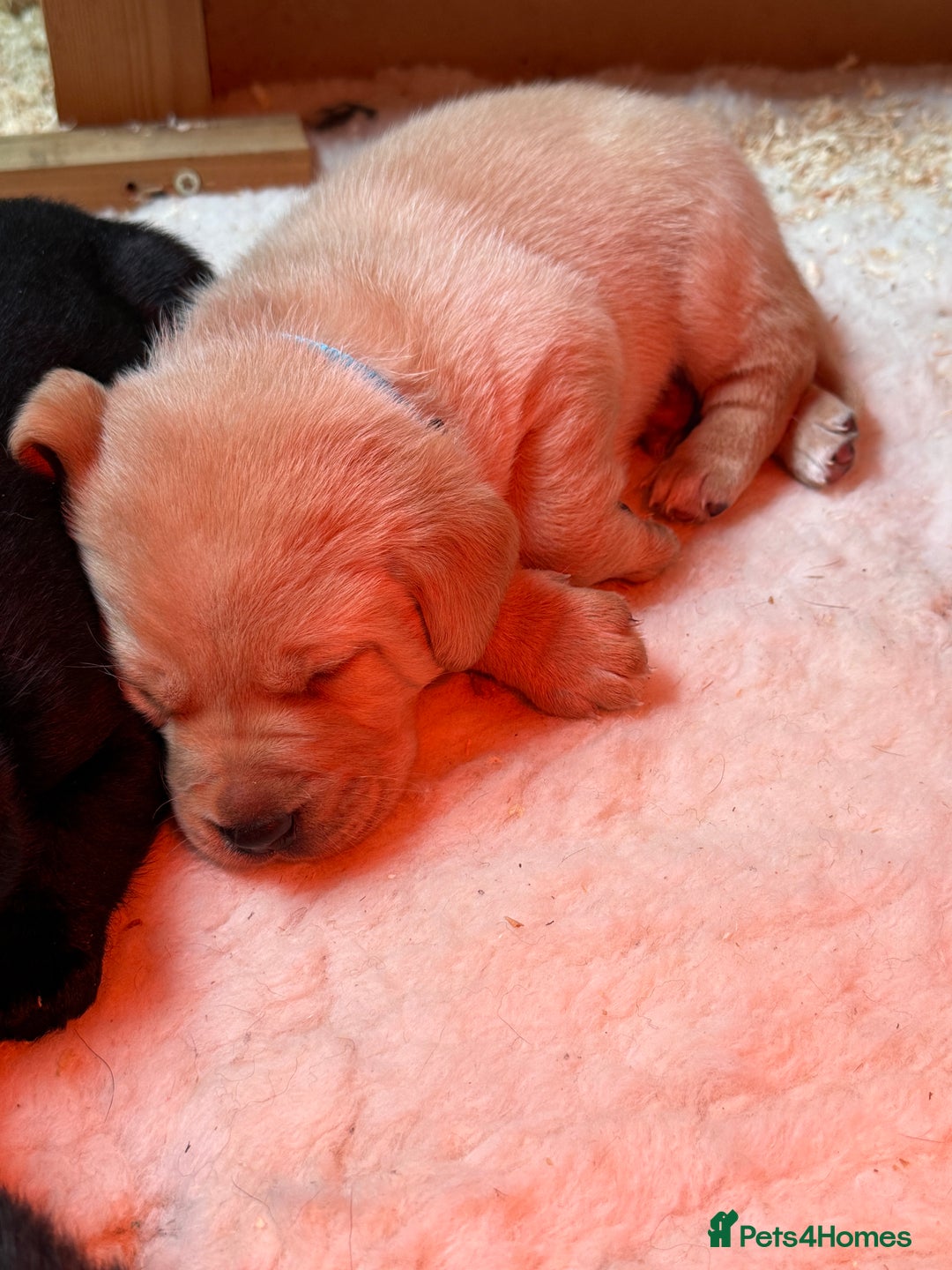 Labrador Retriever dogs for sale: Pedigree Working Lab Puppies. Ready 8th November - Image 9