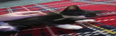 Tuxedo Male 2