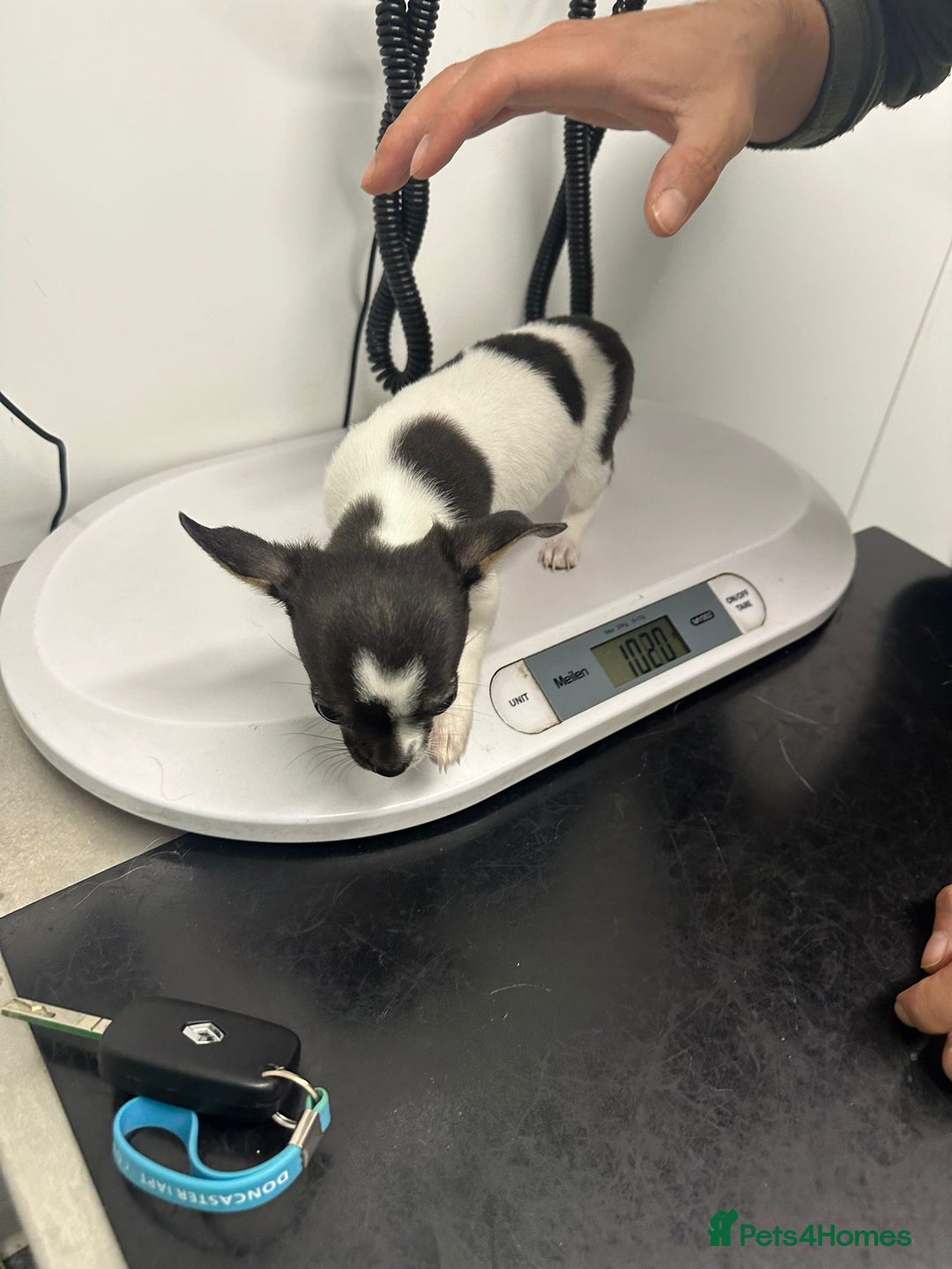 Chihuahua dogs for sale: Ready to leave female chihuahua BOTH vaccines done - Image 5