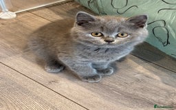 British Shorthair cats for sale: British Shorthair/Scottish Straight Blue Kittens  - Image 13