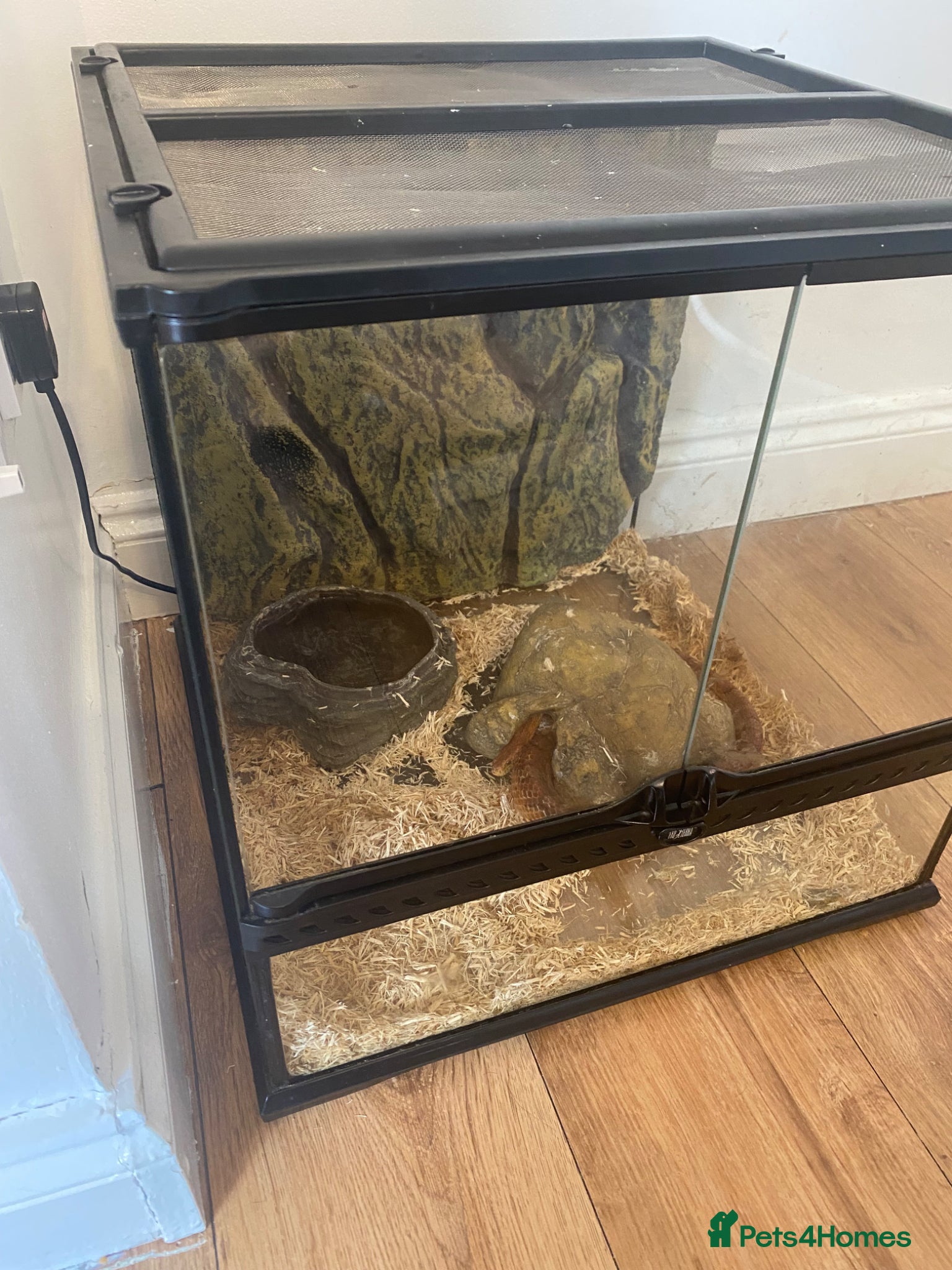 Snake reptiles Corn snake and set up  - Advert 2