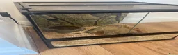 Snake reptiles for sale: Corn snake and set up  - Advert 1