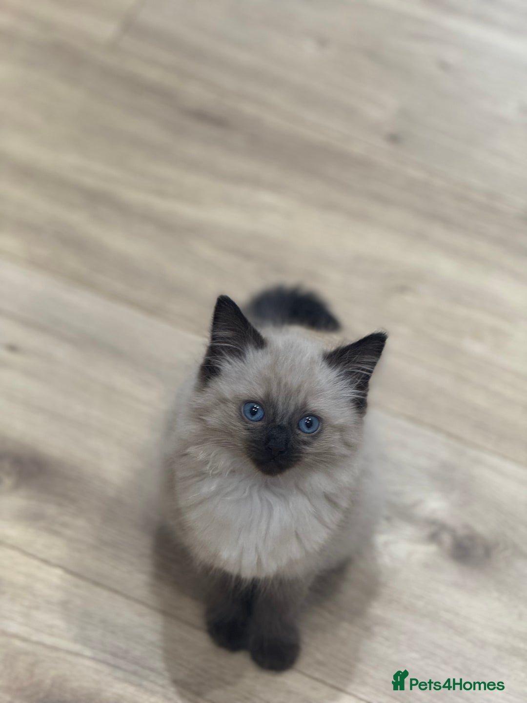 Ragdoll cats for sale: Pure Ragdol kitten - Advert 2