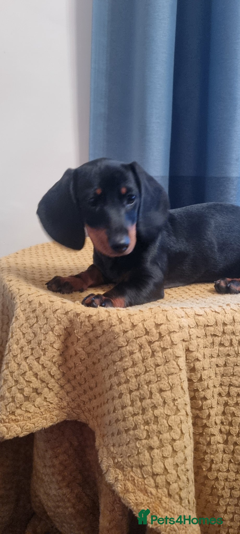 Dachshund dogs Standard dachshund  - Advert 14