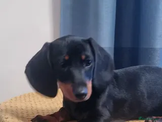 Dachshund dogs Standard dachshund - Advert 14