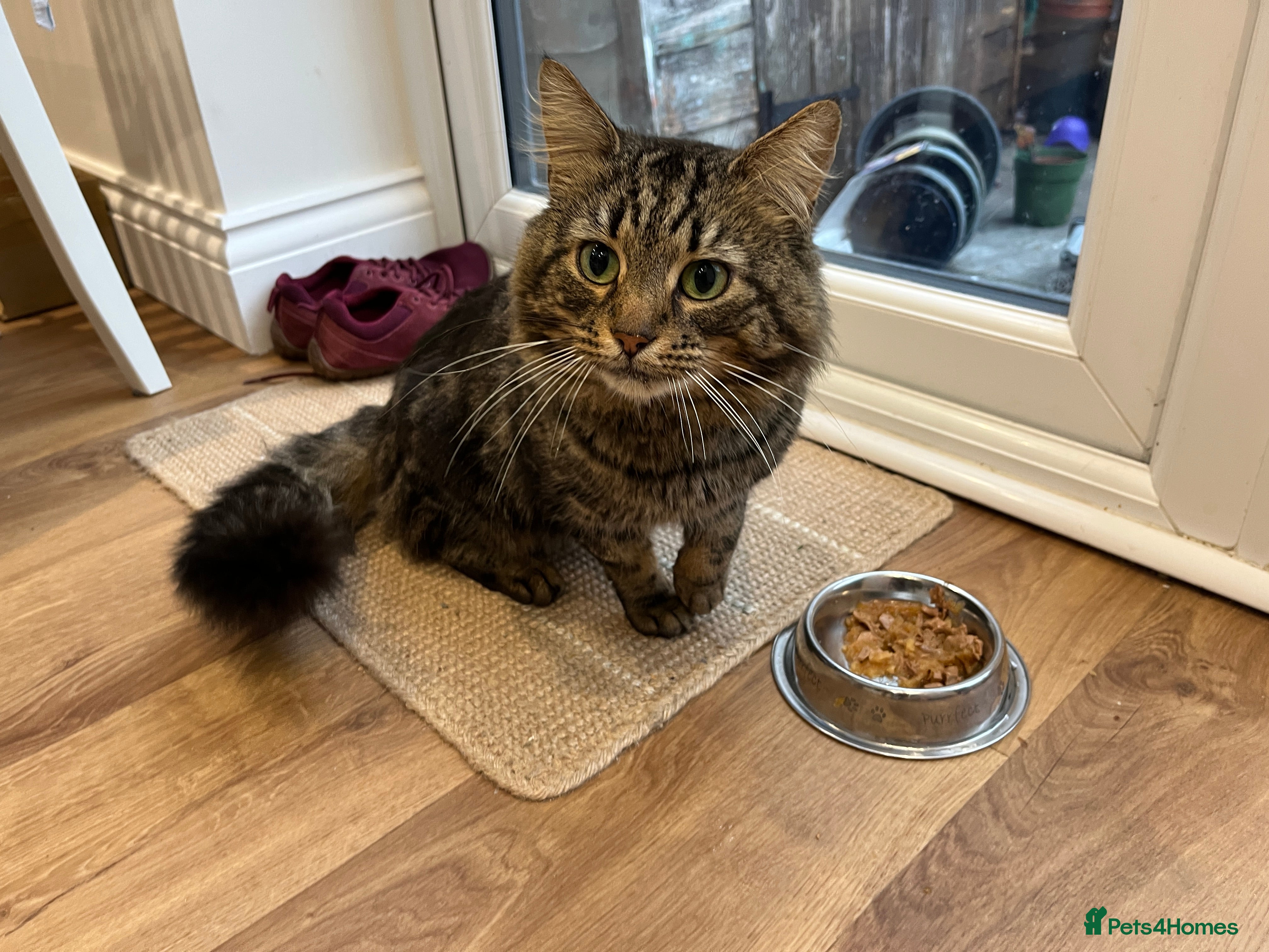 Mixed Breed cats Stray fluffy cat available for adoption - Advert 1