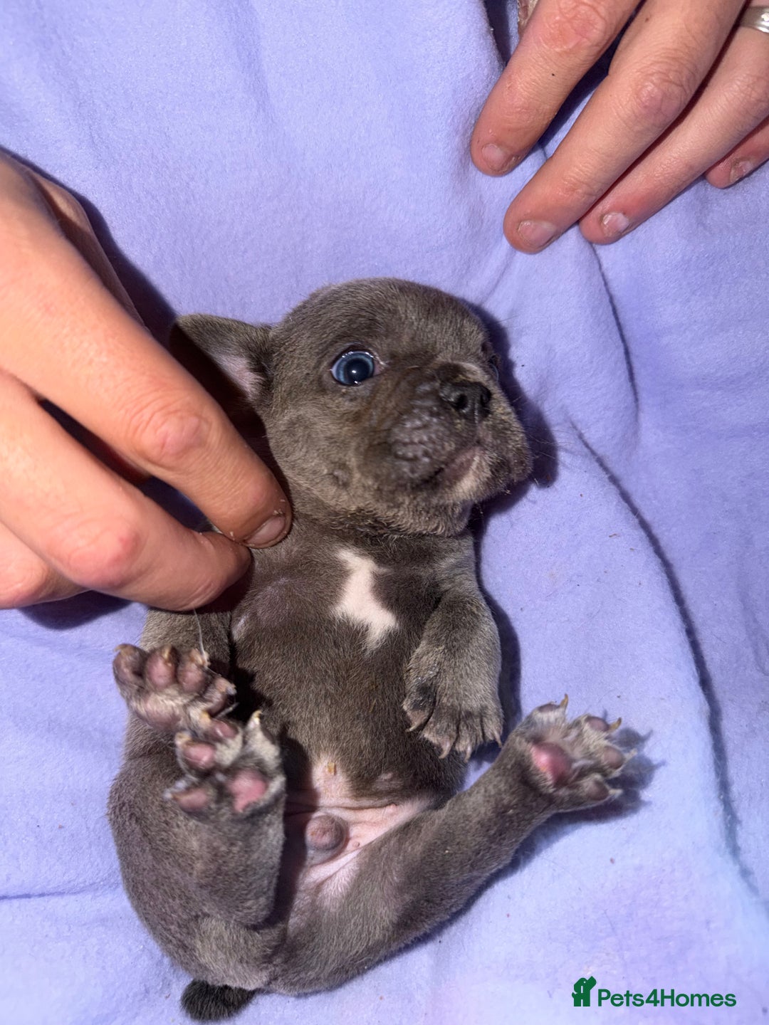 French Bulldog dogs for sale: French bulldog puppies  - Advert 26