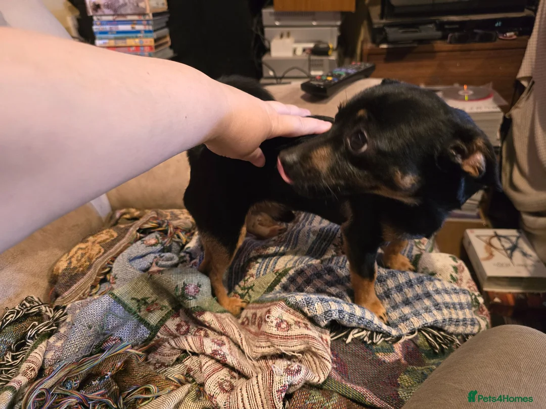 Jack Russell dogs for stud: Miniature jack russell for stud £200 in Rotherham - Advert 3