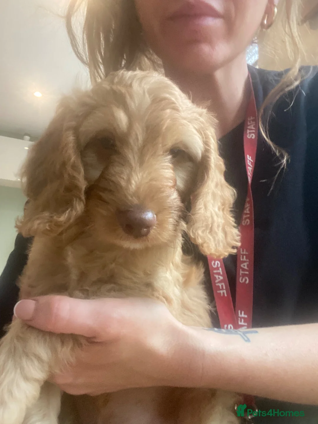 Cockapoo dogs for sale: F1B cockapoo Boy Ready for his forever home  - Advert 8