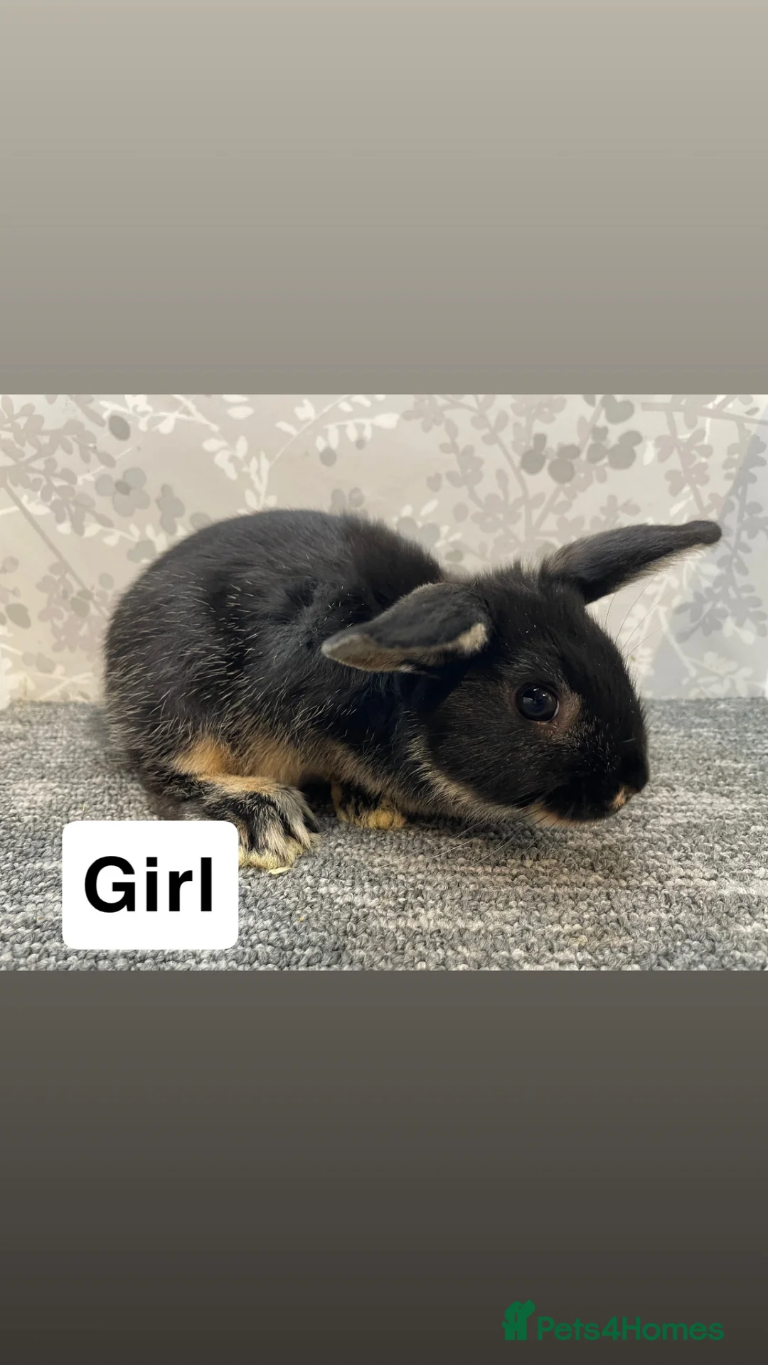 Lionhead rabbits for sale: 4 lionhead lops - Advert 2