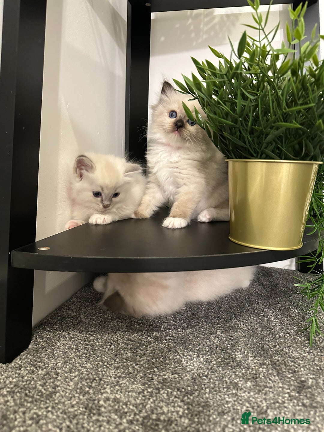 Ragdoll cats for sale: 🥰🥰🥰ONLY 2 left stunning beautiful babies 🥰🥰🥰 - Advert 8