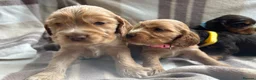 Cocker Spaniel dogs for sale: Kc registered cocker spaniel puppies (show Line)  - Advert 5