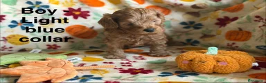 Cavapoo 2