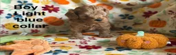 Cavapoo dogs for sale: F2B Home reared Cavapoo Puppies in Maldon - Advert 3