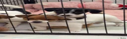 Jack Russell dogs for sale: Jackrussells terriers for sale  - Advert 4